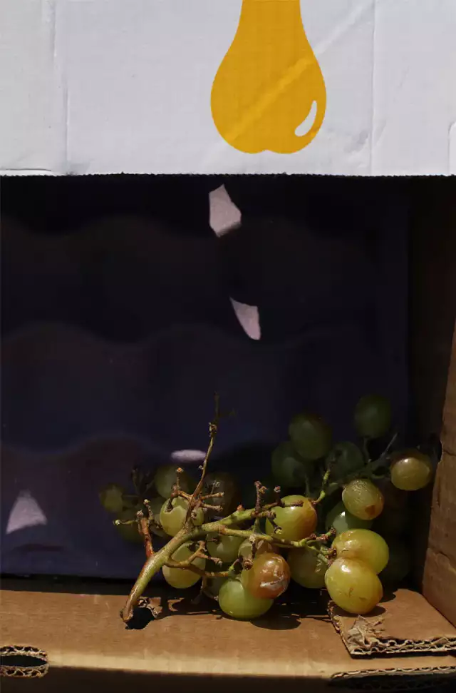 alte Weintrauben in einem Pappkarton, am oberen Rand eine weiße Fläche mit dem Querschnitt einer gezeichneten Birne