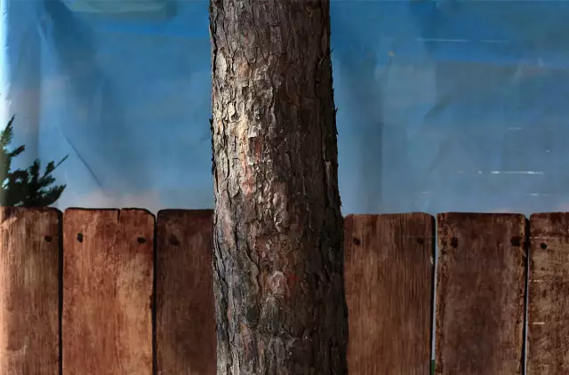 ein Baumstamm vor einem Holzzaun, im Hintergrund eine blaue Plane, die wie ein Himmel wirkt
